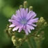 Common blue-sow-thistle - Cicerbita macrophylla | Fotografijos autorius : Nomeda Vėlavičienė | © Macronature.eu | Macro photography web site