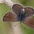 Common blues - Polyommatus icarus, female | Fotografijos autorius : Gintautas Steiblys | © Macronature.eu | Macro photography web site