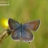 Common blues - Polyommatus icarus | Fotografijos autorius : Darius Baužys | © Macronature.eu | Macro photography web site