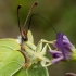Citrinukas - Gonepteryx rhamni  | Fotografijos autorius : Oskaras Venckus | © Macronature.eu | Macro photography web site