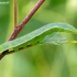 Common brimstone - Gonepteryx rhamni, catterpilar | Fotografijos autorius : Darius Baužys | © Macronature.eu | Macro photography web site