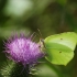 Common brimstone - Gonepteryx rhamni | Fotografijos autorius : Vidas Brazauskas | © Macronature.eu | Macro photography web site