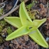 Common butterwort - Pinguicula vulgaris | Fotografijos autorius : Gintautas Steiblys | © Macronature.eu | Macro photography web site