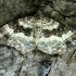 Common carpet - Epirrhoe alternata | Fotografijos autorius : Ramunė Vakarė | © Macronature.eu | Macro photography web site