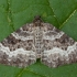 Common carpet - Epirrhoe alternata | Fotografijos autorius : Žilvinas Pūtys | © Macronature.eu | Macro photography web site