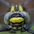 Common clubtail - Gomphus vulgatissimus ♂ | Fotografijos autorius : Žilvinas Pūtys | © Macronature.eu | Macro photography web site