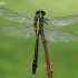 Common clubtail - Gomphus vulgatissimus, male | Fotografijos autorius : Gintautas Steiblys | © Macronature.eu | Macro photography web site