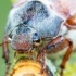 Common cockchafer | Melolontha melolontha | Fotografijos autorius : Darius Baužys | © Macronature.eu | Macro photography web site