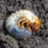 Common cockchafer - Melolontha melolontha, larva | Fotografijos autorius : Romas Ferenca | © Macronature.eu | Macro photography web site