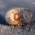 Common cockchafer - Melolontha melolontha, larva | Fotografijos autorius : Rasa Gražulevičiūtė | © Macronature.eu | Macro photography web site