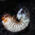Common cockchafer - Melolontha melolontha, larva | Fotografijos autorius : Ramunė Vakarė | © Macronature.eu | Macro photography web site