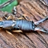 Common earwig - Forficula auricularia | Fotografijos autorius : Kazimieras Martinaitis | © Macronature.eu | Macro photography web site