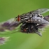 Common flesh fly - Sarcophaga carnaria | Fotografijos autorius : Nomeda Vėlavičienė | © Macronature.eu | Macro photography web site