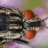 Flesh fly - Sarcophaga sp. ♀ | Fotografijos autorius : Žilvinas Pūtys | © Macronature.eu | Macro photography web site