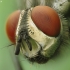 Flesh fly - Sarcophaga sp. | Fotografijos autorius : Vidas Brazauskas | © Macronature.eu | Macro photography web site
