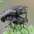 Flesh fly - Sarcophaga sp. | Fotografijos autorius : Arūnas Eismantas | © Macronature.eu | Macro photography web site