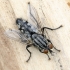 Flesh fly | Fotografijos autorius : Darius Baužys | © Macronature.eu | Macro photography web site