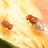 Common fruit fly - Drosophila melanogaster | Fotografijos autorius : Kazimieras Martinaitis | © Macrogamta.lt | Šis tinklapis priklauso bendruomenei kuri domisi makro fotografija ir fotografuoja gyvąjį makro pasaulį.