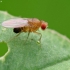 Common fruit fly - Drosophila melanogaster | Fotografijos autorius : Vidas Brazauskas | © Macronature.eu | Macro photography web site