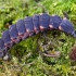 Common Glow-worm - Lampyris noctiluca, larva | Fotografijos autorius : Romas Ferenca | © Macronature.eu | Macro photography web site