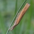 Common grass-veneer - Agriphila tristella | Fotografijos autorius : Vytautas Gluoksnis | © Macronature.eu | Macro photography web site