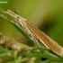 Common grass-veneer - Agriphila tristella | Fotografijos autorius : Romas Ferenca | © Macronature.eu | Macro photography web site
