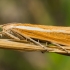 Tamsioji agrifila - Agriphila tristella | Fotografijos autorius : Oskaras Venckus | © Macronature.eu | Macro photography web site