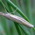 Common grass-veneer - Agriphila tristella | Fotografijos autorius : Romas Ferenca | © Macronature.eu | Macro photography web site