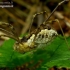 Common harvestman - Phalangium opilio | Fotografijos autorius : Romas Ferenca | © Macronature.eu | Macro photography web site