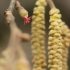 Common hazel - Corylus avellana | Fotografijos autorius : Vidas Brazauskas | © Macronature.eu | Macro photography web site