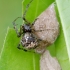 Common house spider - Parasteatoda tepidariorum ♀ | Fotografijos autorius : Romas Ferenca | © Macronature.eu | Macro photography web site
