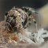 Common house spider - Parasteatoda tepidariorum | Fotografijos autorius : Gintautas Steiblys | © Macronature.eu | Macro photography web site