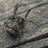 Common house spider - Parasteatoda tepidariorum | Fotografijos autorius : Gintautas Steiblys | © Macronature.eu | Macro photography web site