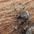 Common house spider - Parasteatoda tepidariorum | Fotografijos autorius : Gintautas Steiblys | © Macronature.eu | Macro photography web site