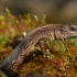 Common lizard - Zootoca vivipara | Fotografijos autorius : Gintautas Steiblys | © Macronature.eu | Macro photography web site