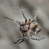 Common orb-weaving spider - Araneus sp., juv. | Fotografijos autorius : Gintautas Steiblys | © Macronature.eu | Macro photography web site