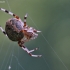 Common orb-weaving spider | Fotografijos autorius : Agnė Našlėnienė | © Macronature.eu | Macro photography web site