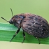 Common pill-beetle - Byrrhus pilula  | Fotografijos autorius : Gintautas Steiblys | © Macronature.eu | Macro photography web site