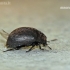Common pill-beetle - Byrrhus pilula  | Fotografijos autorius : Darius Baužys | © Macronature.eu | Macro photography web site