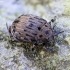 Common pill-beetle - Byrrhus pilula | Fotografijos autorius : Kazimieras Martinaitis | © Macronature.eu | Macro photography web site
