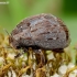 Paprastasis kamuolvabalis - Byrrhus pilula | Fotografijos autorius : Romas Ferenca | © Macronature.eu | Macro photography web site