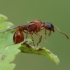 Common red ant - Myrmica rubra ♀ | Fotografijos autorius : Gintautas Steiblys | © Macronature.eu | Macro photography web site