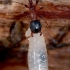 Common red ant - Myrmica rubra  | Fotografijos autorius : Gintautas Steiblys | © Macronature.eu | Macro photography web site
