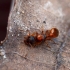 Common red ant - Myrmica rubra | Fotografijos autorius : Kazimieras Martinaitis | © Macronature.eu | Macro photography web site