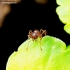 Common red ant - Myrmica rubra | Fotografijos autorius : Romas Ferenca | © Macronature.eu | Macro photography web site