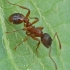 Common red ant - Myrmica rubra | Fotografijos autorius : Gintautas Steiblys | © Macronature.eu | Macro photography web site