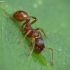 Common red ant - Myrmica rubra | Fotografijos autorius : Vidas Brazauskas | © Macronature.eu | Macro photography web site