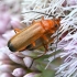 Common Red Soldier Beetle - Rhagonycha fulva | Fotografijos autorius : Kazimieras Martinaitis | © Macronature.eu | Macro photography web site