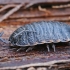 Common rough woodlouse - Porcellio scaber | Fotografijos autorius : Gintautas Steiblys | © Macronature.eu | Macro photography web site