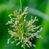 Soft rush | Juncus effusus | Fotografijos autorius : Darius Baužys | © Macrogamta.lt | Šis tinklapis priklauso bendruomenei kuri domisi makro fotografija ir fotografuoja gyvąjį makro pasaulį.